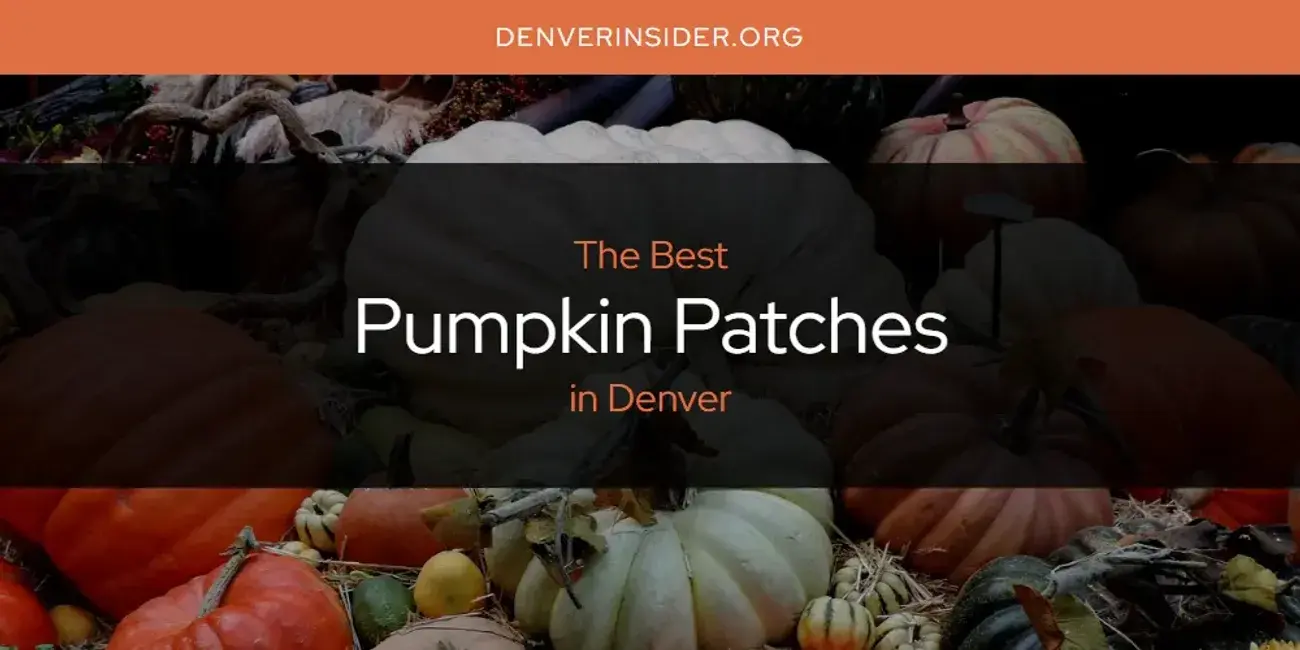 Denver's Best Pumpkin Patches [Updated 2024]